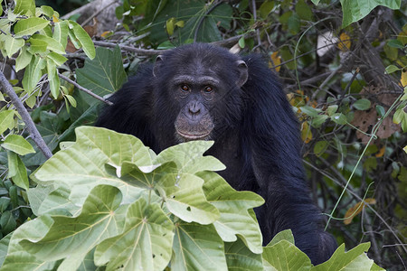 位于冈比亚Baboon群岛的黑猩图片