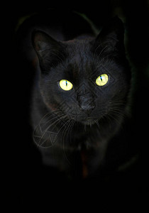 野黑猫画像图片