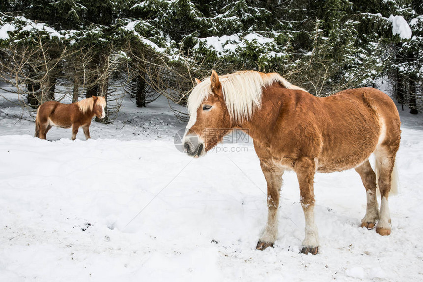 冬天雪地汝拉松树林中的棕色小马图片