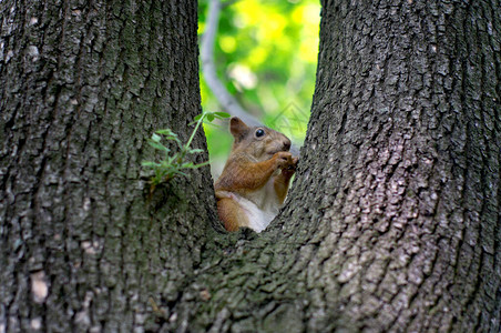 松鼠坐在树上背景图片
