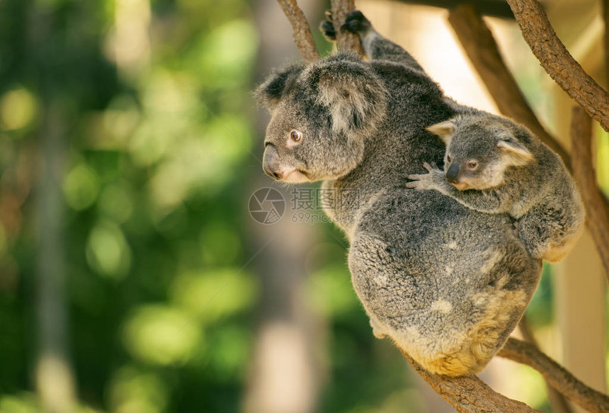 可爱的澳大利亚母亲Koala在白天休图片