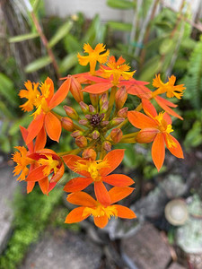 Epidendrumradicans花的照片图片