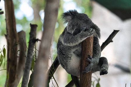 昆士兰的Koala在图片