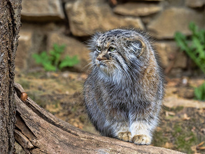 一只成年男Pallas猫Otocolobusmanul图片