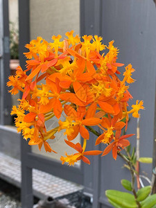 Epidendrumradicans花的照片图片