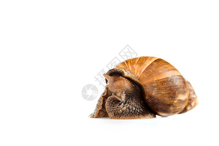 黏糊的棕色蜗牛被白色隔离背景图片