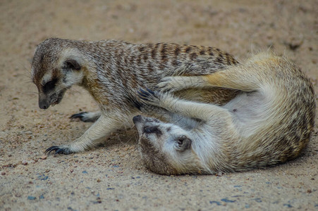 位于南非约翰内斯堡动物园的FurryMeercat或Suris图片