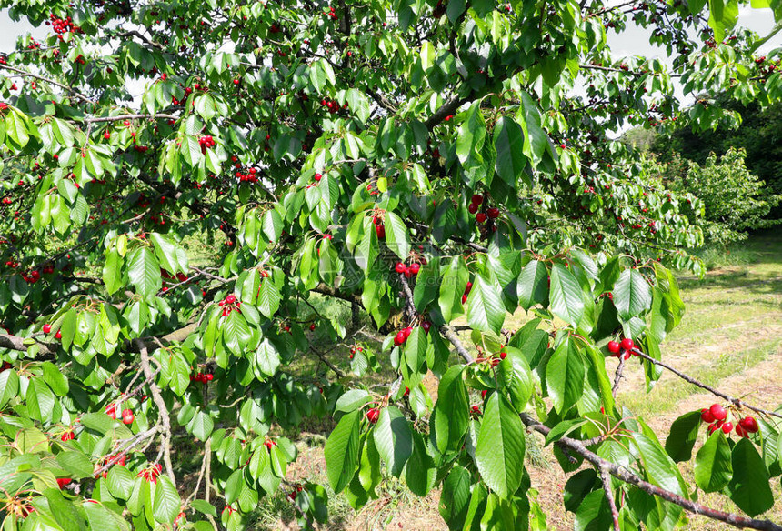 树枝上有绿叶和红樱桃在山丘上的图片