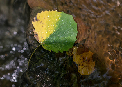 两色秋叶深藏在河中的石背景图片