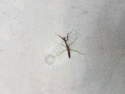 一只螳螂昆虫栖息在灰色的水泥柱上图片
