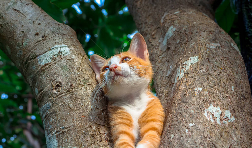 小猫在树上寂图片