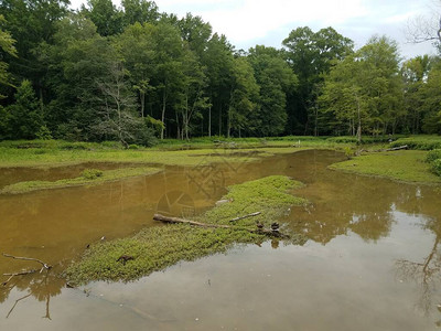 湿地区泥土水和树木中图片