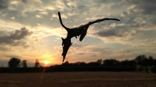 夜幕降临时无齿翼龙的雄伟轮廓食肉恐龙和致命捕食者飞越西班牙领土领空图片
