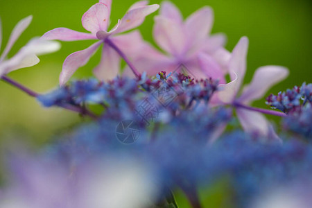 开花在雨季的日本绣球花背景图片