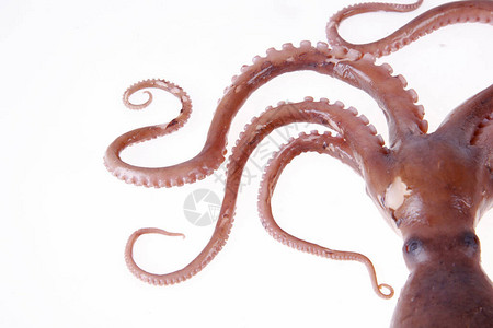 章鱼是一种海洋动物味道很好背景图片