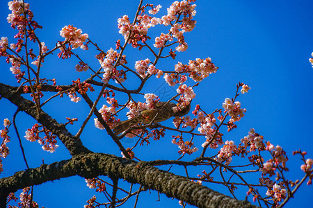 卡瓦祖樱桃树和图片