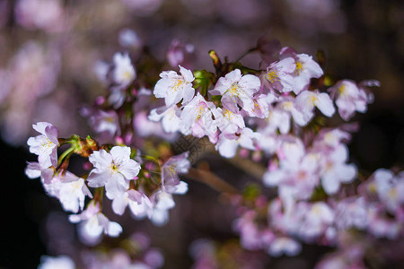 早期花樱树SakuraK背景图片