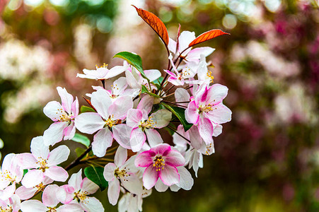 春天的海棠花背景图片