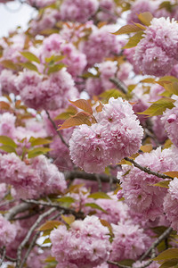 春天的美丽樱花图片