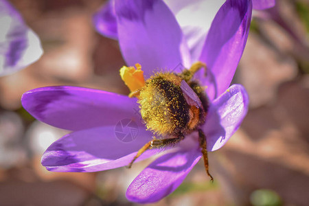 大黄蜂在一朵番红花中采集花蜜背景图片