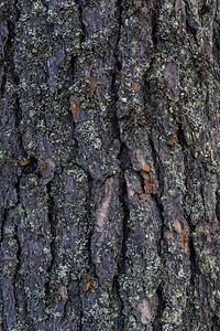 老松树干的树皮质地和背景图片