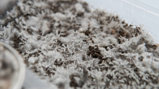 大球盖菇裸盖菇素真菌的生长菌丝体疾病的问题背景