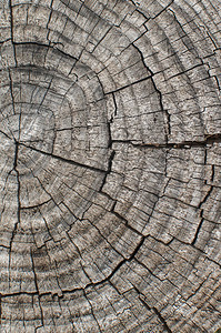 木制背景的树形剪切图片