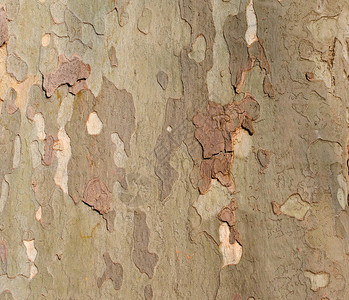 特写镜头中的梧桐树皮图片