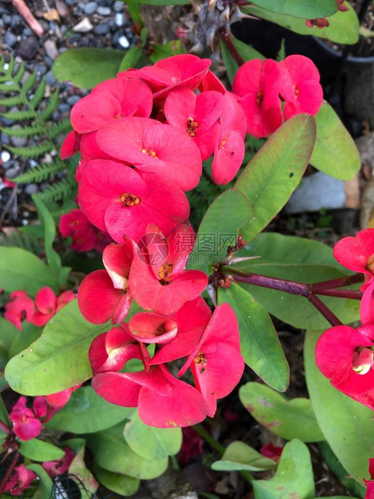 照片来自Euphorbia的花朵图片