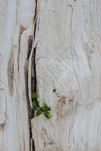 木制切纹质的缝隙和裂缝密图片