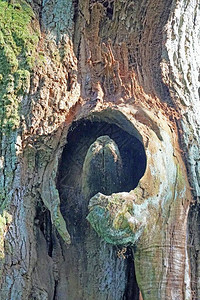 一棵旧橡树的干碎片背景图片