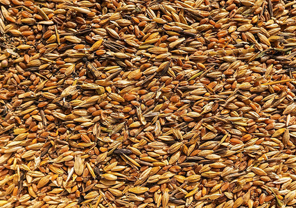 不同谷物的混合物金小麦粒混合大麦和燕麦种子的背景用于动物饲料图片