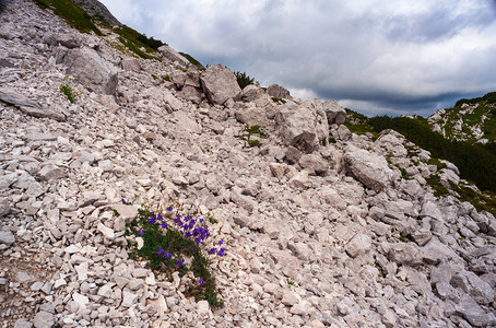 斯洛文尼亚Vogel山大片石块上的钟花风景V图片