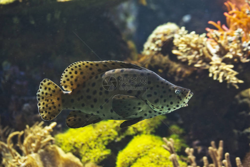 驼背组合器豹状组合器Barramundi鳕鱼Cromileptesalti图片