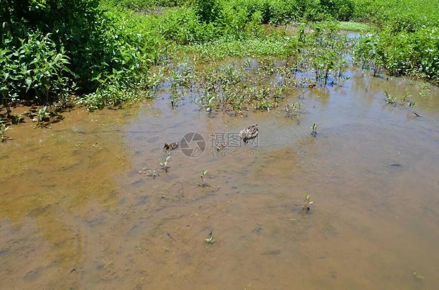 鸭妈和鸭宝在泥泞的水中图片