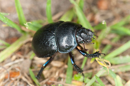 多尔甲虫背景图片