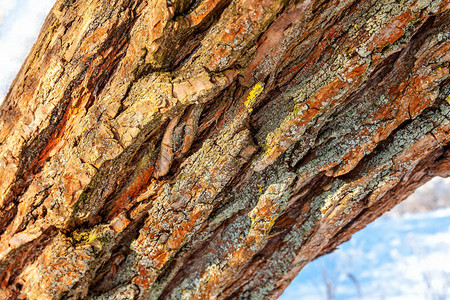 干树皮纹理背景木材背景图片