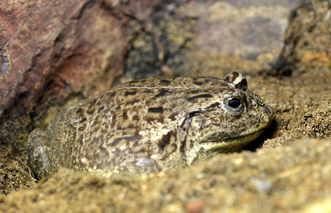 非洲公牛蛙或精灵青蛙PyxicephalusAdspe图片