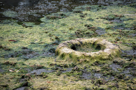 旧轮胎在沼泽里环境污染生态灾难的概念图片