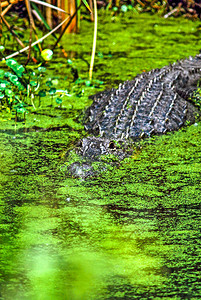 鳄鱼从绿藻中得到部分伪装图片