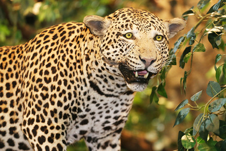 丛林中豹的动物标本剥制术图片