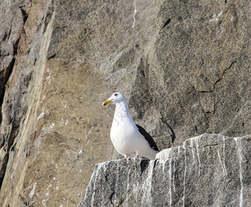 位于奥霍茨克海面岩石上的雄银鸥东形图片