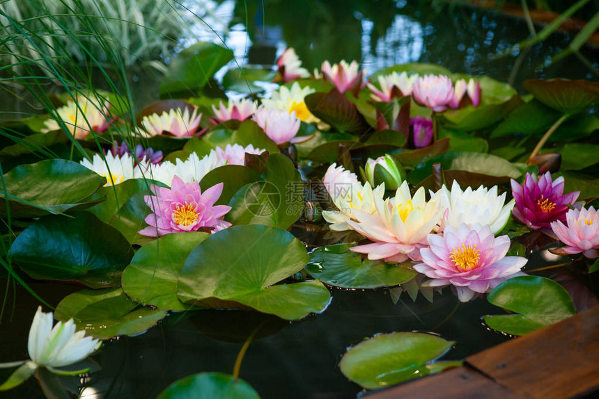 水上百合花展图片