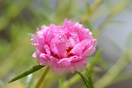 Portulacagrandiflora是一个多背景图片