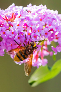 黄蜂模仿蝇从紫花中食用花图片