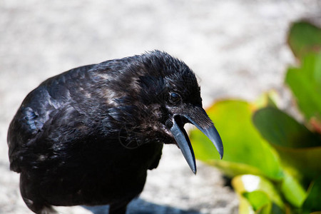花园里的乌鸦黑鸟图片