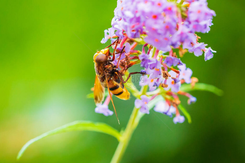 乌鲁塞拉区域蜂蜜模仿苍蝇在紫花图片