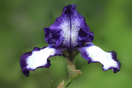 春天花园里的紫色花背景图片