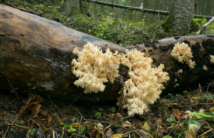 珊瑚牙菌生长在倒下的树上的猴头菇图片
