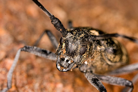 长角甲虫木头的莫尼恰马苏高清图片